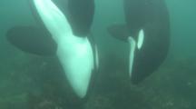 Killer Whale (Orca Orcinus). Underwater. Pair Hunting For Rays.  Bay Of Islands. New Zealand