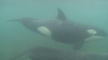 Killer Whale (Orca Orcinus). Underwater. Pair Swim.  Bay Of Islands. New Zealand