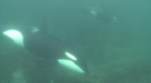 Killer Whale (Orca Orcinus). Underwater. Adult And Calf Near Sea Floor With Ray. Murky. Bay Of Islands. New Zealand