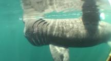 Baskng Shark (Cetorhinus Maximus), Feeding. British Waters. 01/06/09