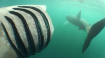 Pov Swimming Behind Pair Of Basking Sharks Feeding, Close Up Of Gill Rakers