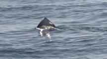 Basking Shark (Cetorhinus Maximus) Fin At Surface. Uk Coastal Waters. North Atlantic. 06/08/08