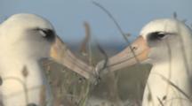 Laysan Albatross Adults (Phoebastria Immutabilis) Pair At Nest Site. Midway Island. Pacific