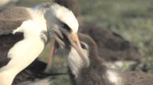 Laysan Albatross Adult (Phoebastria Immutabilis) Feeds Begging Chick. Midway Island. Pacific
