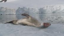 Leopard Seal (Hydrurga Leptonyx) On Ice Floe. Antarctic Peninsula