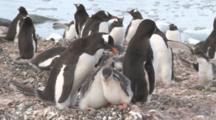 Gentoo Penguins (Pygoscelis Papua) With Chicks, They Defecate. Cuverville Island, Antarctic Peninsula