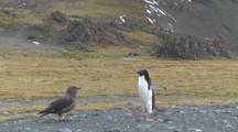Great Skuas (Stercorarius Antarctica) Menace Adelie Penguin (Pygoscelis Adeliae).  Arctowski Research Station, King George Island, Antarctica