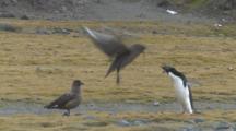 Great Skuas (Stercorarius Antarctica) Menace Adelie Penguin (Pygoscelis Adeliae).  Arctowski Research Station, King George Island, Antarctica
