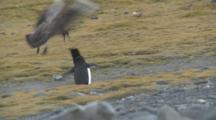 Great Skua (Stercorarius Antarctica) Menaces Adelie Penguin (Pygoscelis Adeliae).  Arctowski Research Station, King George Island, Antarctica