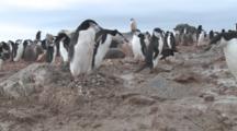 Chinstrap Penguin (Pygoscelis Antarcticus) Walk Past Camera At Edge Of Colony. Penguin Island, Antarctica