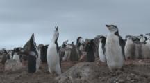 Chinstrap Penguin (Pygoscelis Antarcticus) Ecstatic Display At Edge Of Colony. Penguin Island, Antarctica