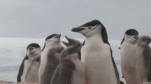 Chinstrap Penguins (Pygoscelis Antarcticus) And Well Grown Chicks.   Penguin Island, South Shetlands