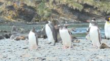 Gentoo (Pygoscelis Papua) And King Penguins (Aptenodytes Patagonicus) With Antarctic Fur Seals Behind. Salisbury Plain, Bay Of Isles, South Georgia