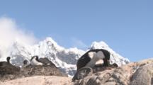 Blue-Eyed Shag On Nest With Chick In Colony, Snowy Peak Behind, Port Lockray, Antarctic Peninsula