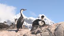 Blue-Eyed Shag On Nest With Chick In Colony, Snowy Peak Behind, Port Lockray, Antarctic Peninsula