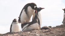 Gentoo Penguin (Pygoscelis Papua) Pair Mating. Elephant Point, Livingstone Island, South Shetlands