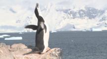Chinstrap Penguin (Pygoscelis Antarcticus) Displays On Rock.  Orne Island. Antarctic Peninsula
