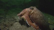 Lesser Octopus (Eledone Cirrhosa). Arran. Underwater, North Atlantic