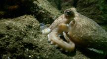 Lesser Octopus (Eledone Cirrhosa). Arran. Underwater, North Atlantic