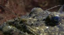 Anglerfish/Monkfish (Probably Lophius Budegassa Or Lophius Piscatorius) Luring Common Goby (Pomatoschistus Microps). Arran. Underwater, North Atlantic