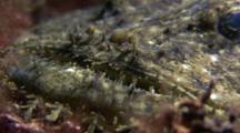 Anglerfish/Monkfish (Probably Lophius Budegassa Or Lophius Piscatorius). Arran. Underwater, North Atlantic
