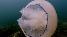 Jellyfish (Currently Unidentified). Arran. Underwater, North Atlantic