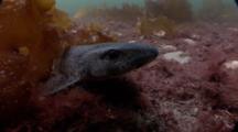 Lesser Spotted Dogfish (Scyliorhinus Canicula). Arran. Underwater, North Atlantic