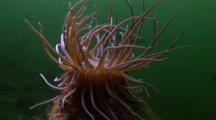 Snakelock Anemone.  Arran. Underwater, North Atlantic