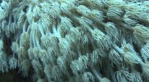 Anemone Coral Polyps (Goniopora Columna) Red Sea, Egypt