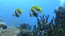 Banner Fish (Heniochus Intedius)Two Tony Tak Photo, Indian Ocean, Maldives