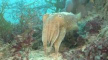 Common Cuttlefish (Sepia Officinalis) Moves Slowly, Hides In Sea Grass