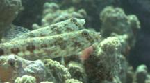 Lizard Fish (Synodus Variegatus) In Reef, Red Sea, Egypt