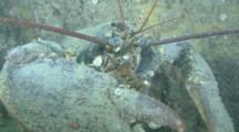 Lobster (Homarus Gammarus) Masive, Attacks, On Wreck, English Channel, UK