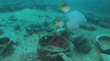 Threadfin Butterfly Fish And Jellyfish Over Wreck Debris