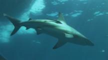 Blacktip Reef Sharks (Carcharhinus Melanopterus) Beneath Boat. Aliwal Shoal, South Africa