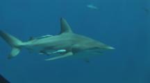Blacktip Reef Sharks (Carcharhinus Melanopterus). Aliwal Shoal, South Africa