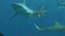 Blacktip Reef Sharks (Carcharhinus Melanopterus). Aliwal Shoal, South Africa