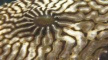 Close Up Of Eye Of Pufferfish. Reef. Papua New Guinea