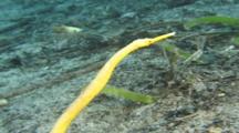 Double-Ended Pipefish (Trachyramphus Bioarctatus). Papua New Guinea