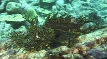 Merlet'S Scorpionfish (Rhinopias Aphanes). Reef.  Papua New Guinea