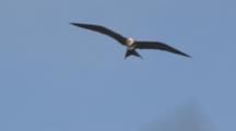 Great Frigate Bird (Fregata Minor) Female Or Juvenile, In Flight. Midway Island. Pacific