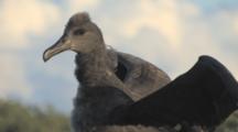 Black-Footed Albatross (Phoebastria Nigripes) Chick Nearly Moulted Through To Adult Plummage, Exercises Wings. Midway Island. Pacific