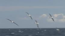 Laysan Albatross (Phoebastria Immutabilis) Fly At Sea. Midway Island. Pacific