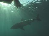 Great White Shark Below Boat