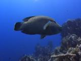 Napoleon Wrasse (Cheilinus Undulatus). Shark Reef. Red Sea
