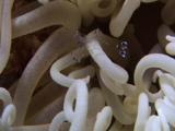Long-Arm Cleaner Shrimp (Periclimenes Longicarpus). Red Sea