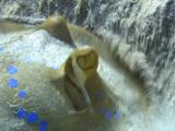 Blue Spotted Stingray (Taeniura Lymma).  Digs Into Sand; Feeding. Red Sea