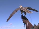 Kestrel (Falco Tinnunculus) Taking Off Mcu. Blair Drummond, Scotland.