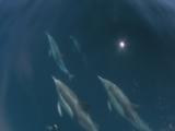 Common Dolphin (Delphinus Delphis) Pod Bow-Riding Boat, High Angle, Open Sea.  San Diego, USA