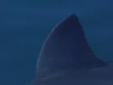 Great White Shark  From Surface, Dorsal Fin Just Under Surface. Cape Province.  South Africa